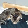 2000-07-16_Cats_at_47th_street