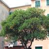 7-14 - Tree in Genoa DSCN0366