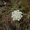 7-16 - Queen Ann's Lace DSCN0449