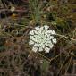 7-16 - Queen Ann's Lace DSCN0449