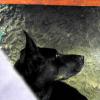 7-17 - Montalcino Dog under lunch table DSCN0530