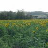 7-19 - Sunflowers on road from Buenconvento to Bibbiano DSCN0663