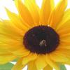 DSCN3812 (Sunflower)