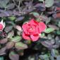 DSCN5204