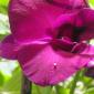 DSCN5311