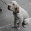 2003-05-10 A Puppy