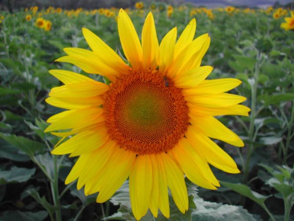 7-19 - Sunflower DSCN0666
