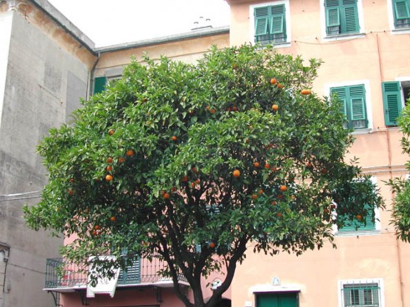 7-14 - Tree in Genoa DSCN0366
