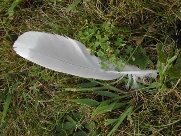 DSCN3527 (Feather at the Motel)